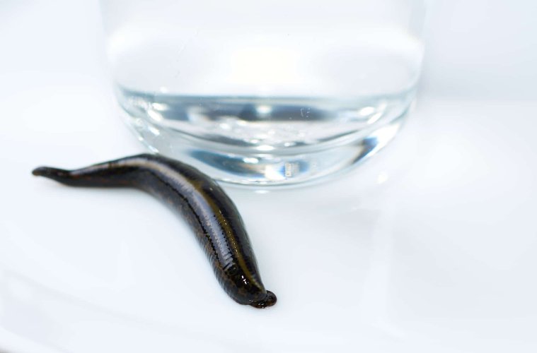 Экстракт Пиявки водно-глицериновый   